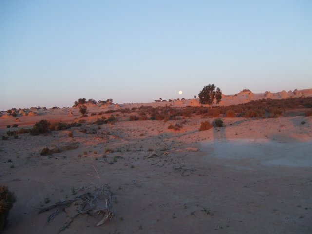 tagalong1547.jpg