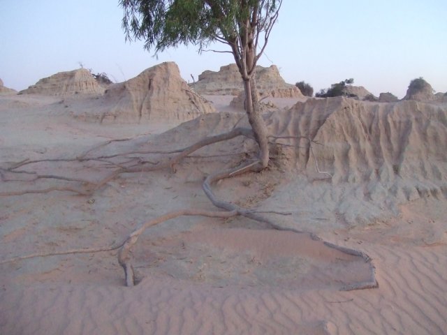 tagalong1567.jpg