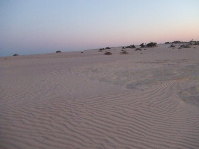 tagalong1573.jpg