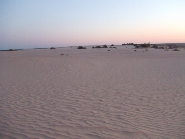 tagalong1575.jpg