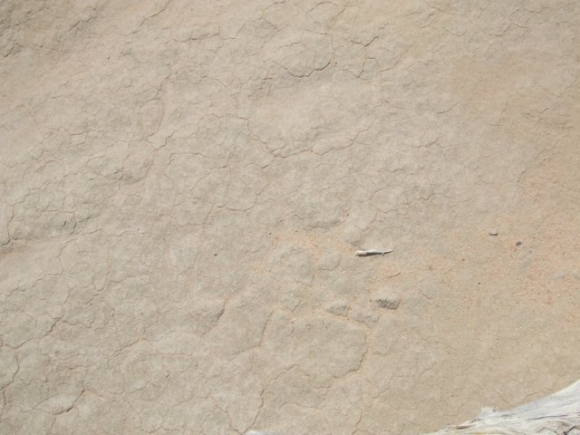 tagalong1698.jpg