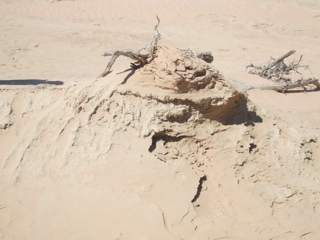 tagalong1716.jpg