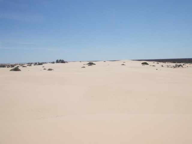 tagalong1721.jpg