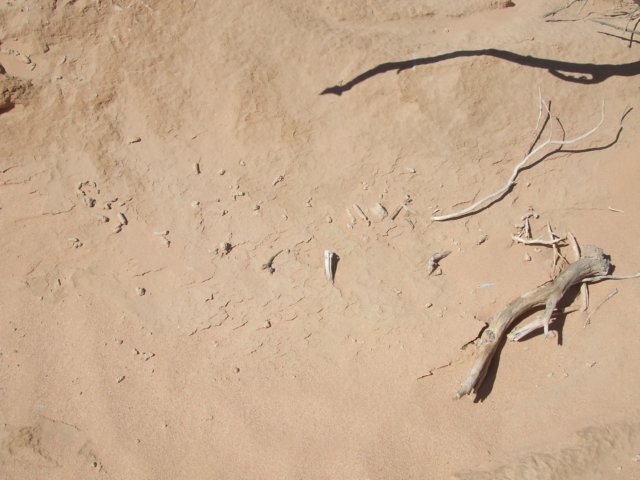 tagalong1737.jpg