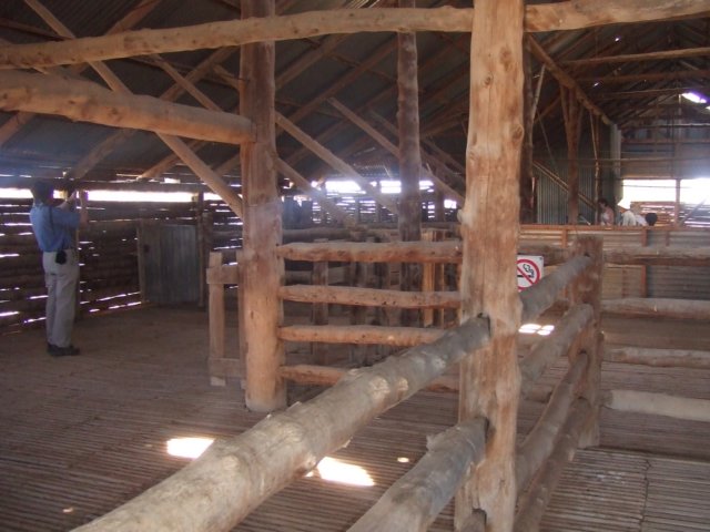 tagalong1746.jpg