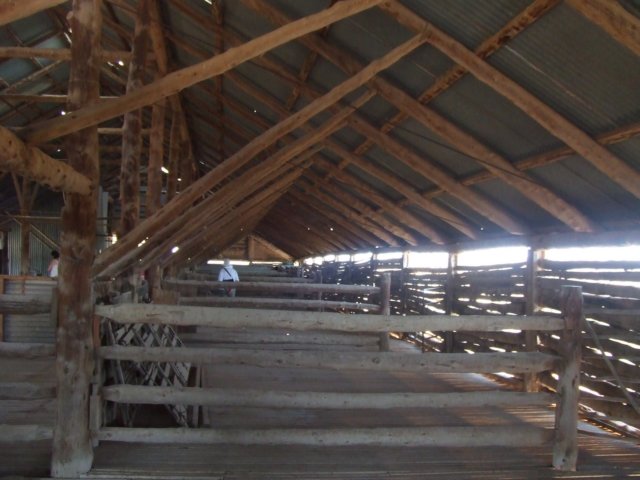 tagalong1747.jpg