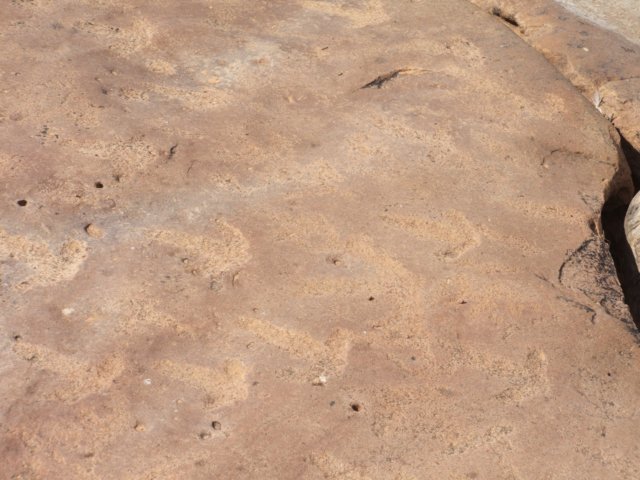 tagalong184.jpg