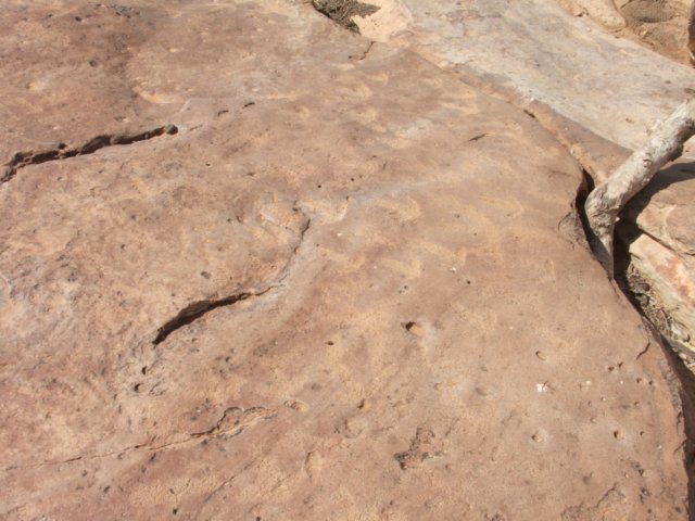 tagalong185.jpg