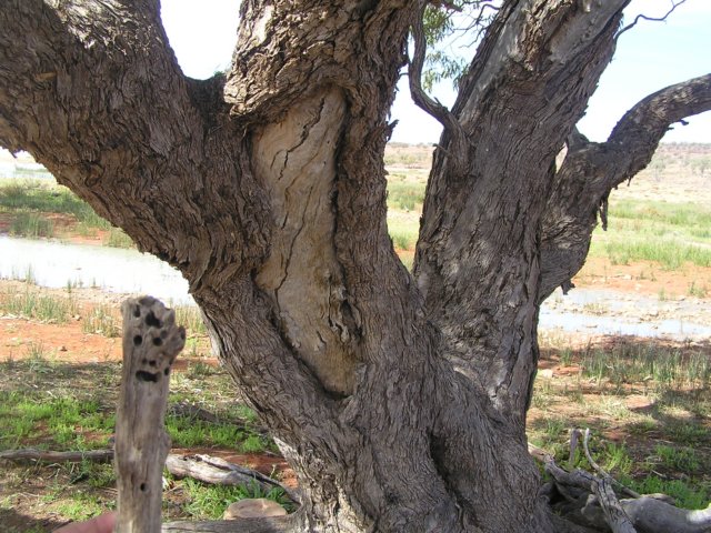tagalong193.jpg