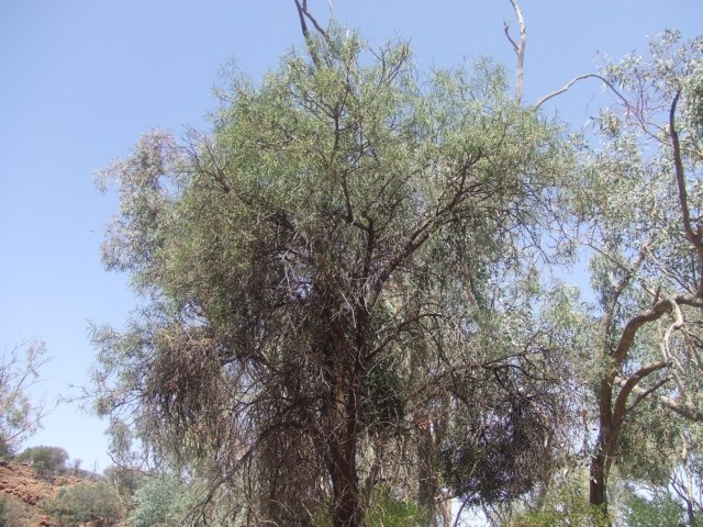 tagalong310.jpg