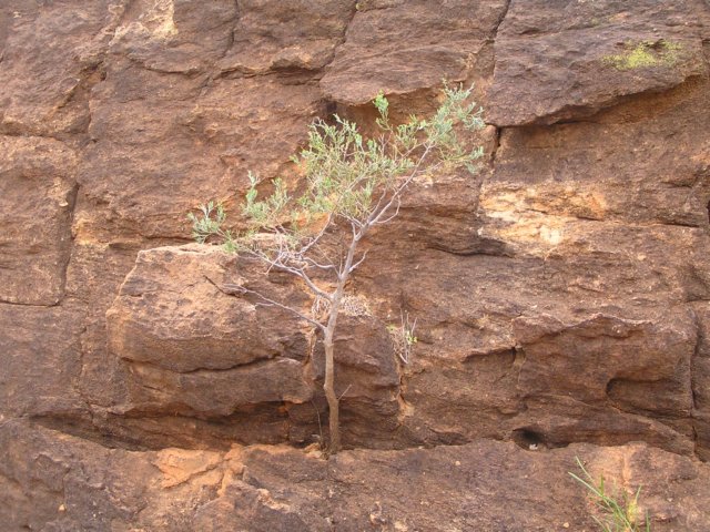 tagalong414.jpg