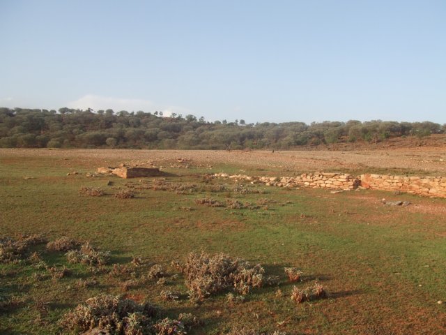 tagalong435.jpg