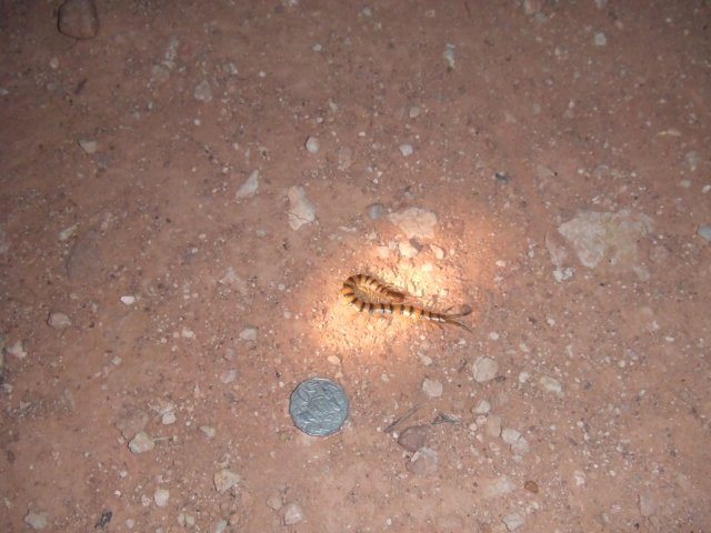 tagalong444.jpg