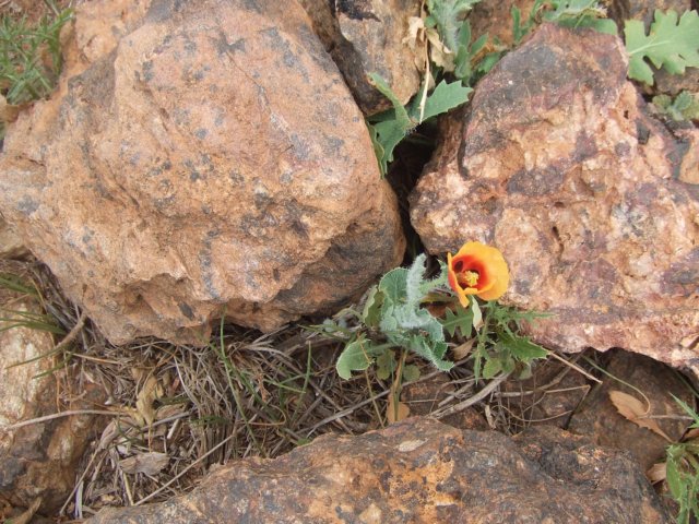 tagalong525.jpg