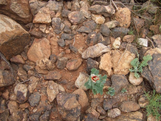 tagalong526.jpg