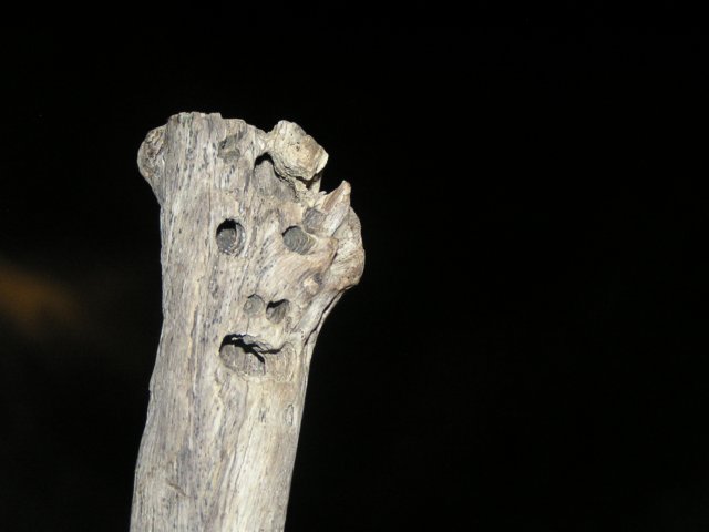 tagalong561.jpg
