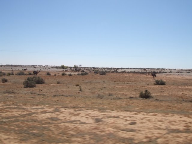 tagalong631.jpg