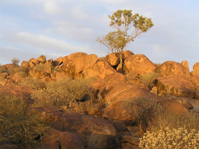 tagalong670.jpg