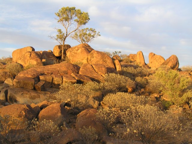 tagalong672.jpg