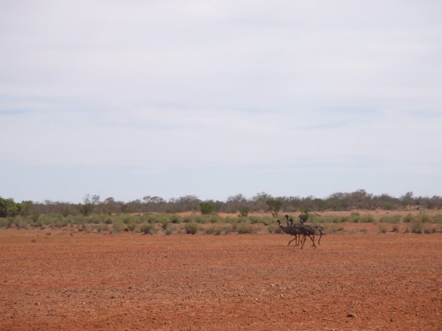 tagalong739.jpg