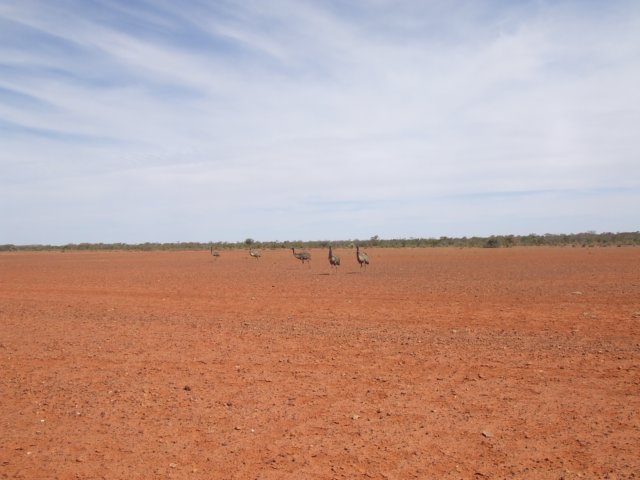 tagalong740.jpg