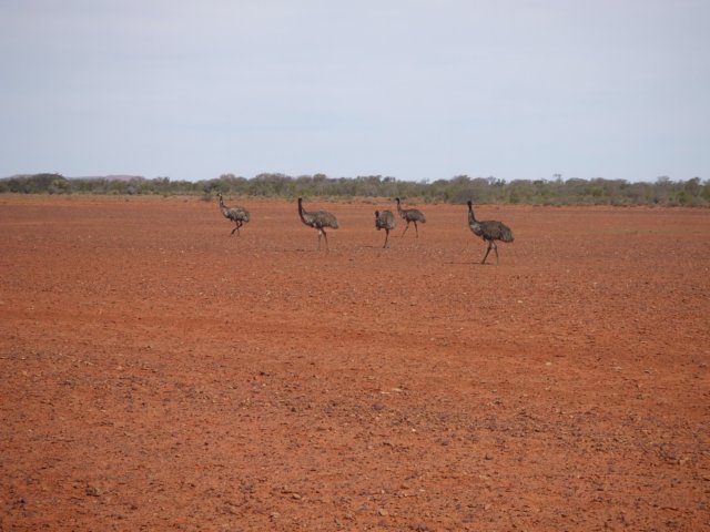 tagalong743.jpg