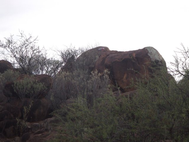 tagalong771.jpg