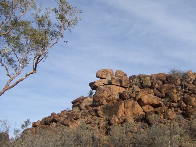tagalong779.jpg