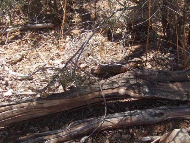 tagalong812.jpg