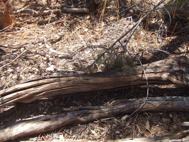 tagalong813.jpg