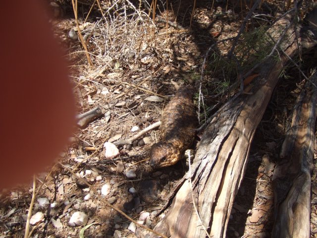 tagalong814.jpg