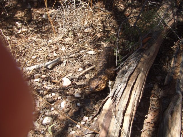 tagalong815.jpg