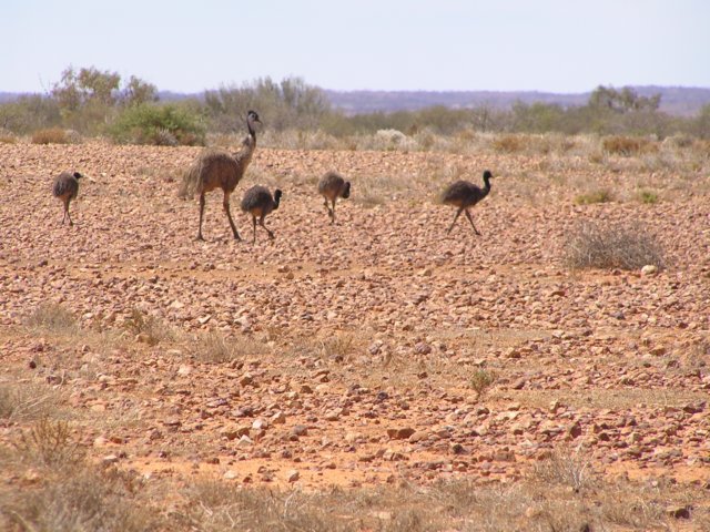 tagalong818.jpg