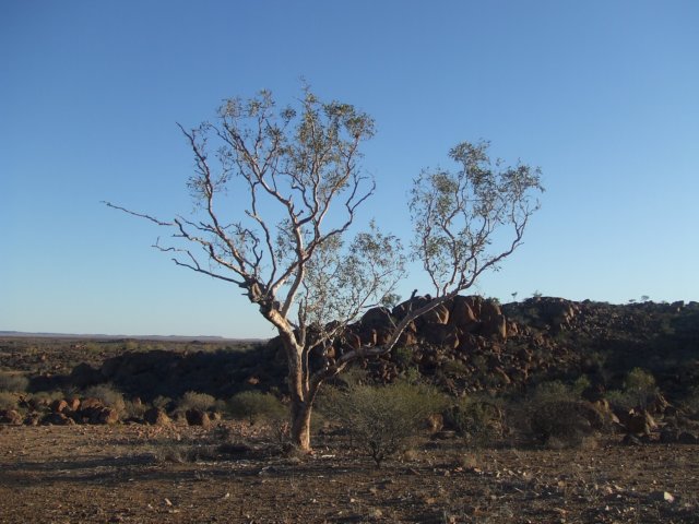 tagalong967.jpg